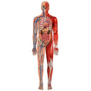 Puzzle Play Gigante Corpo Humano 100 Peças