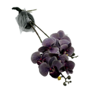 Planta Artificial Phalanopsis 58cm